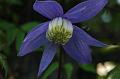 Spring flower